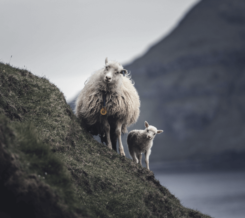 Sheep on a hill